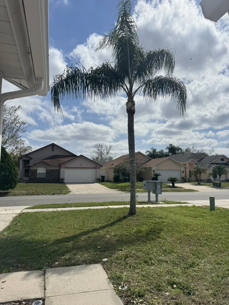 Expert yard cleanup service experts serving Apopka, FL - Terra Tree Services