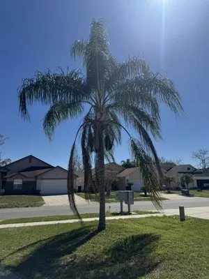 Terra Tree Services Logo