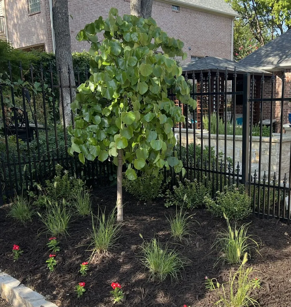 Reliable landscaping services for homes in Dallas, TX by Terra Verde Landscaping Plus Design