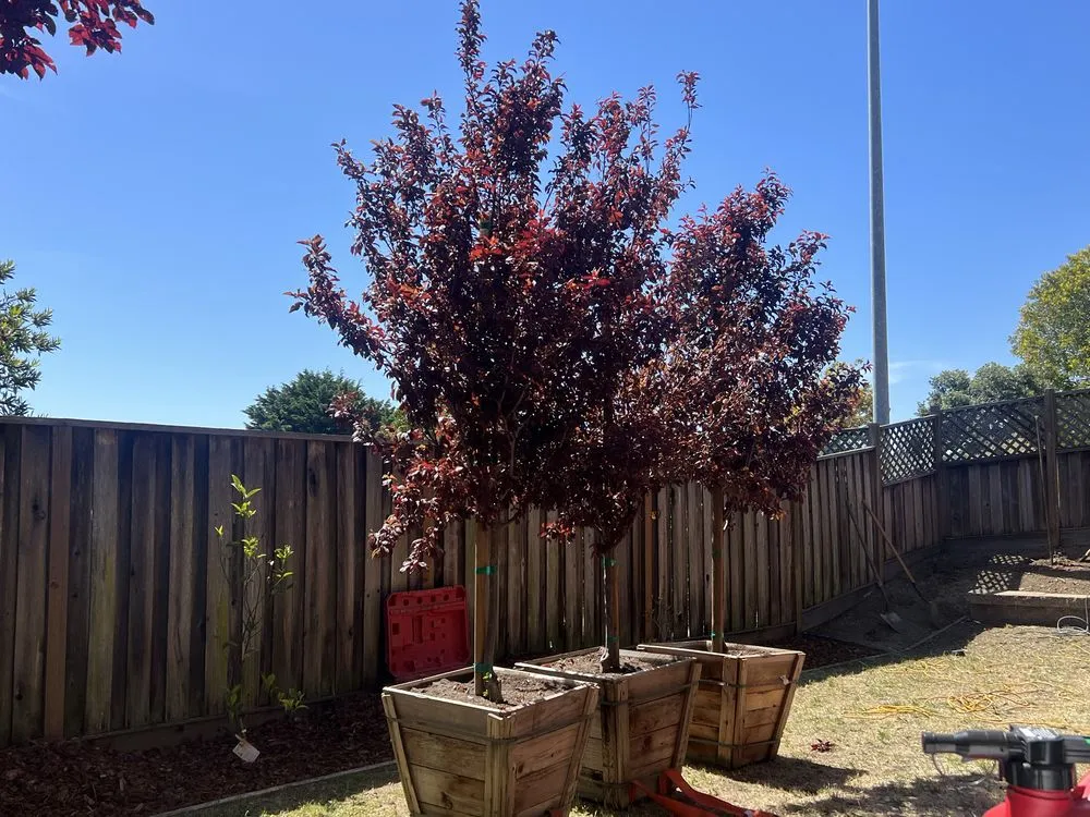 Expert residential landscaping for beautiful yards in Richmond, CA by Terracali Landworks