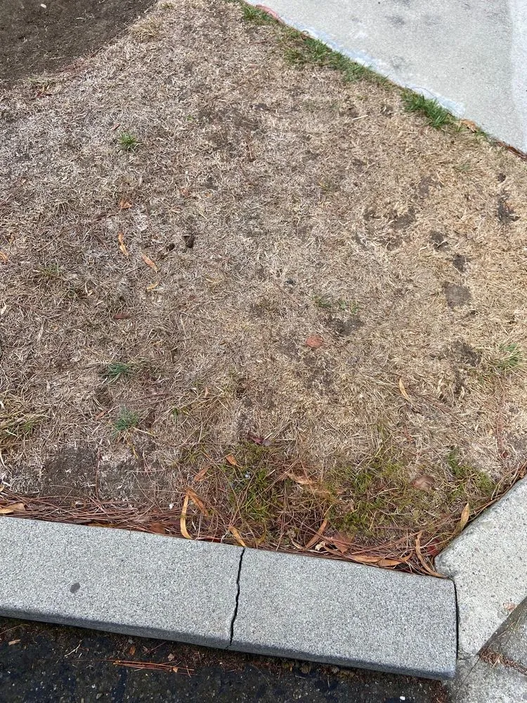 Top-rated yard cleanup service experts serving Martinez, CA - Terracare Associates