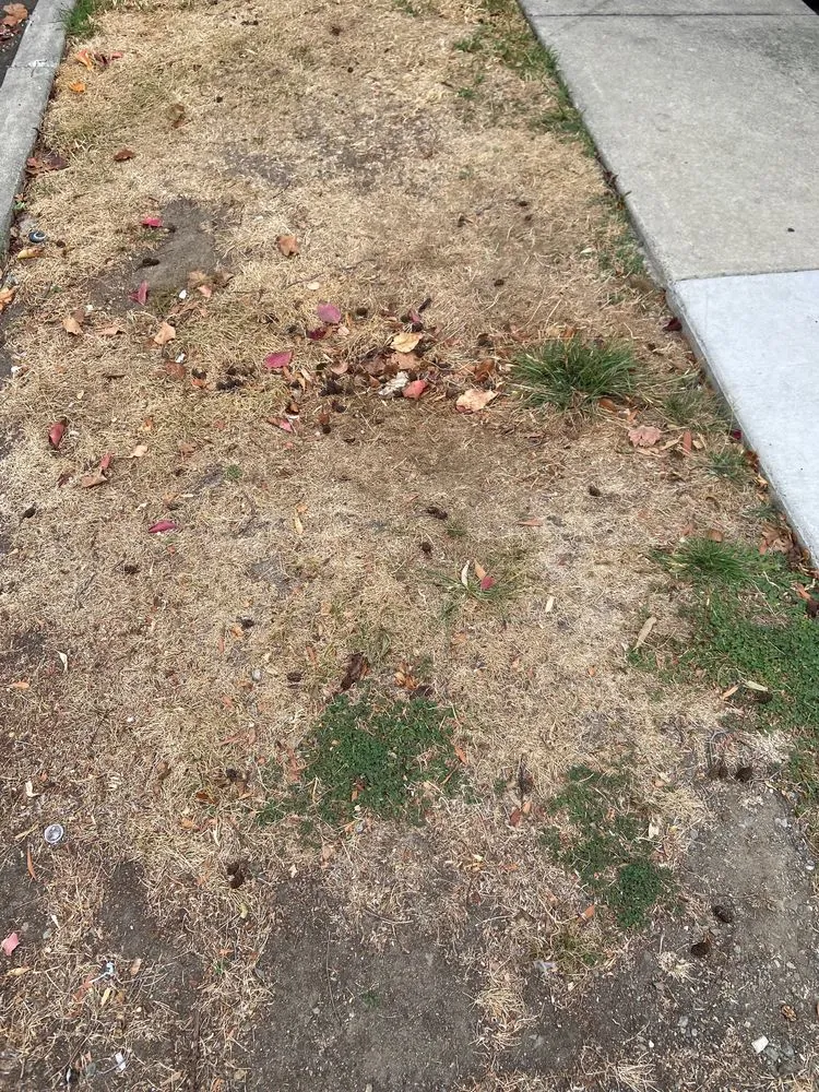 Reliable landscape installation in Martinez, CA by Terracare Associates