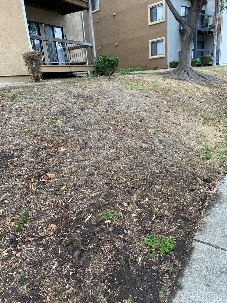 Professional outdoor landscaping in Martinez, CA - Terracare Associates