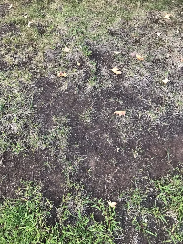 Expert lawn care service experts serving Martinez, CA - Terracare Associates