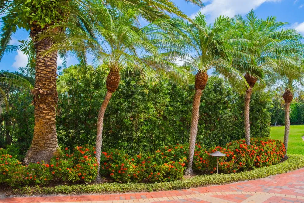 Trusted lawn care service in Jupiter, FL by Terracon Services