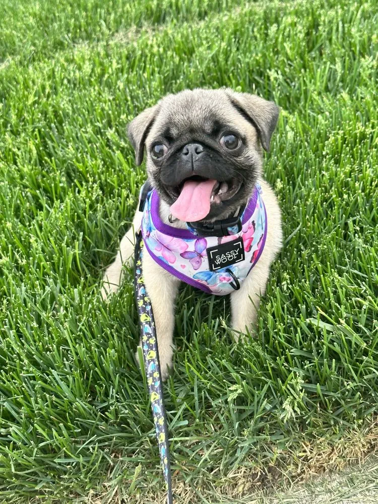 Custom outdoor landscaping for residential properties across Ankeny, IA - Terradyne Lawn Service