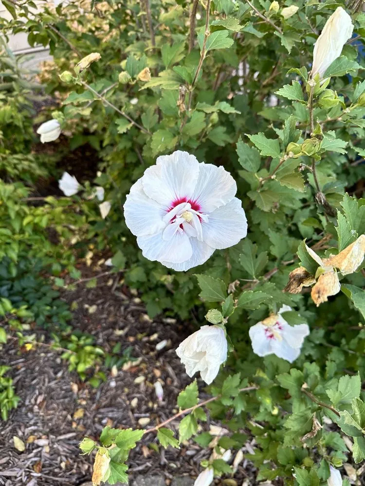 Top-rated landscaping services in Ankeny, IA by Terradyne Lawn Service