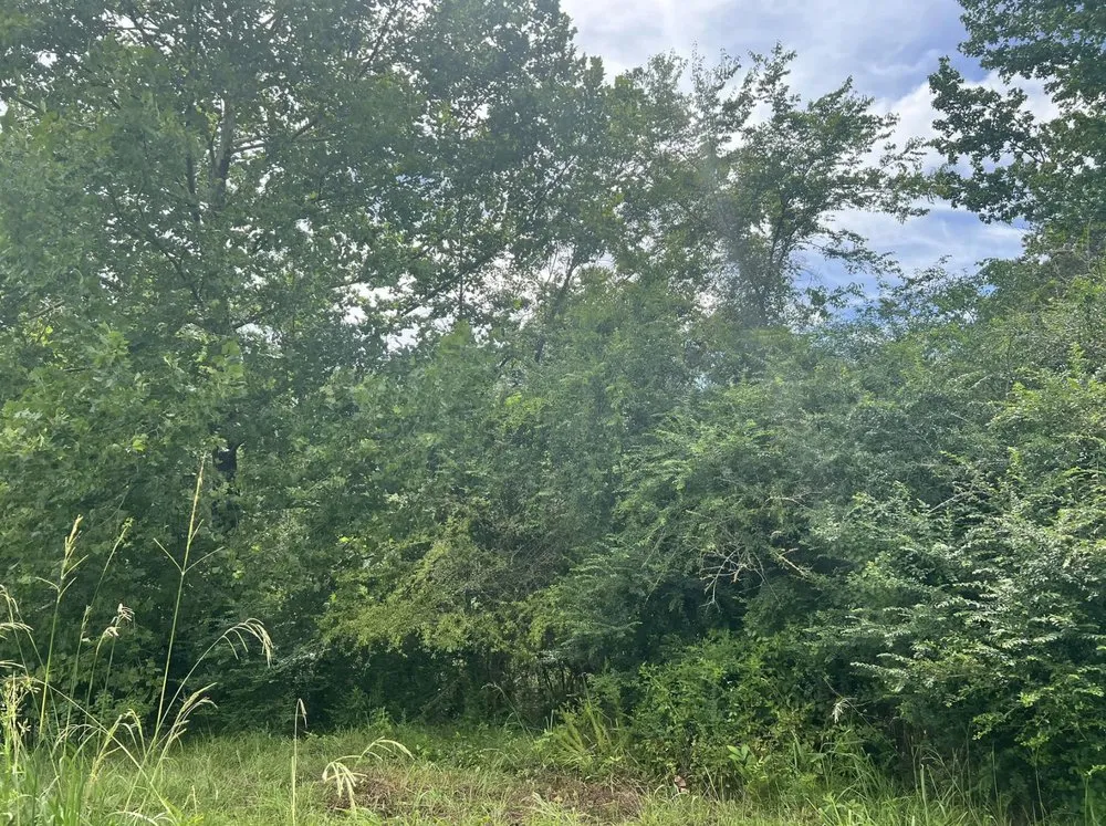 Custom lawn mowing service for homes across Collins, MS - Terraform