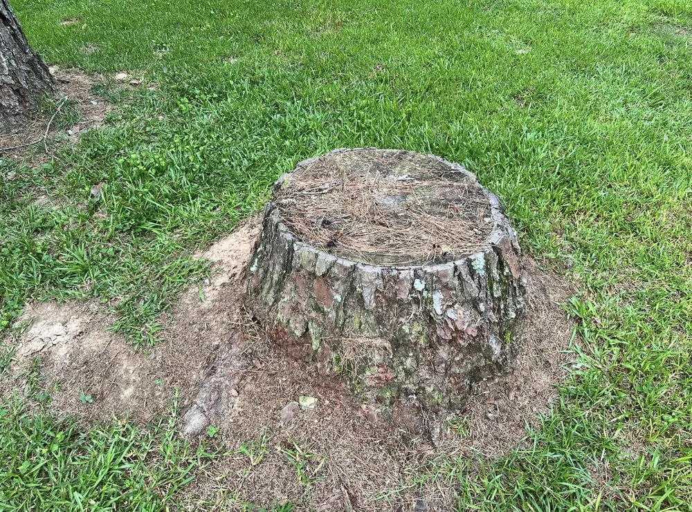 Expert landscape design experts serving Collins, MS - Terraform