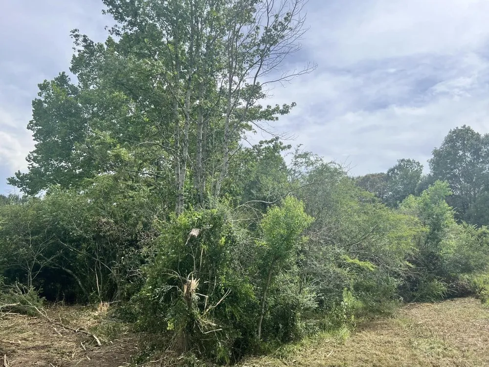 Affordable landscaping services in Collins, MS by Terraform