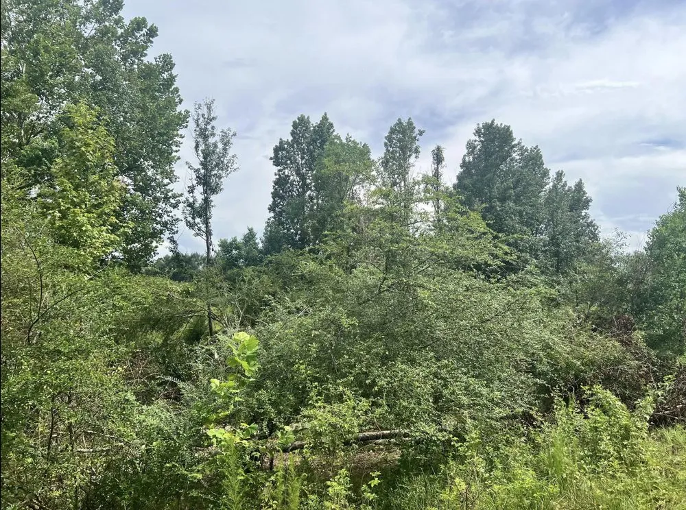 Local lawn mowing service experts serving Collins, MS - Terraform