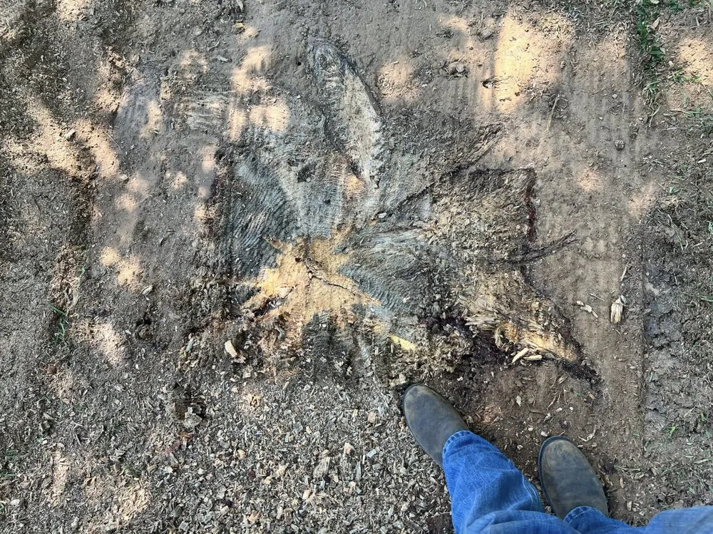 Expert outdoor landscaping in Collins, MS - Terraform