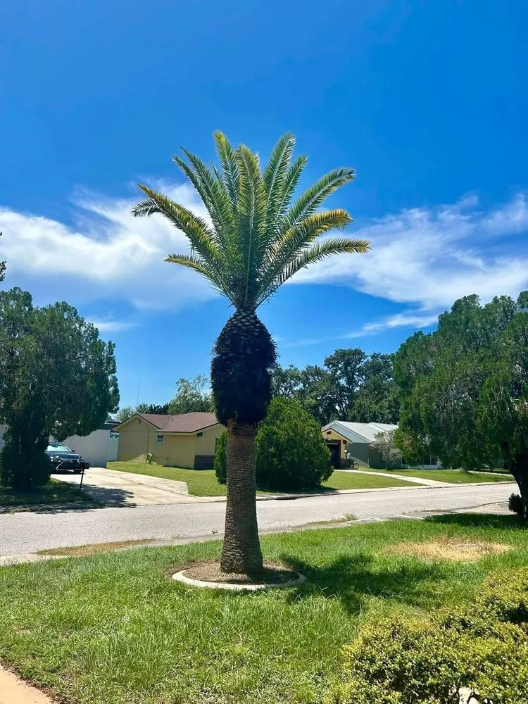 Local yard maintenance for homes across Port Richey, FL - Terrain Pro landscaping