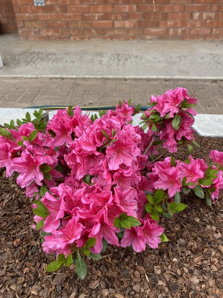 Local lawn care service in Yukon, OK by Terraline Integrative Services