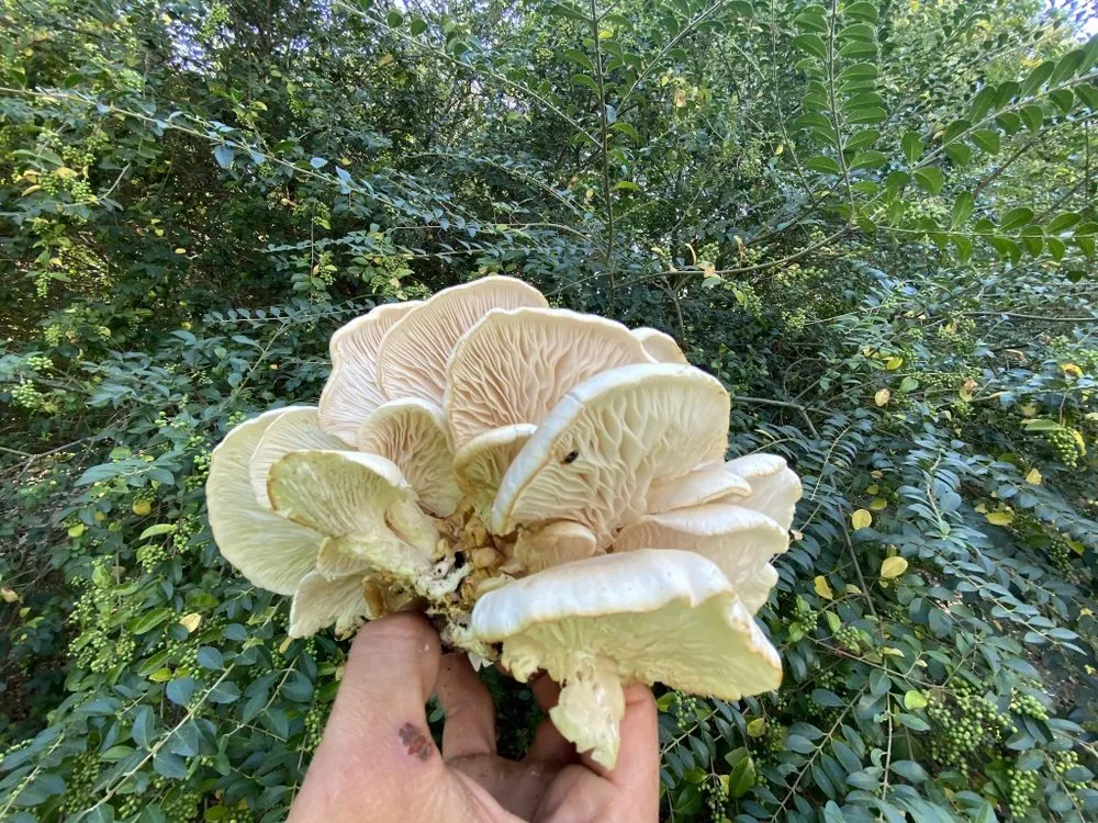 Custom landscape design experts serving Yukon, OK - Terraline Integrative Services