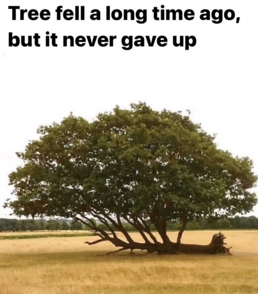 Expert yard maintenance in Perrysburg, OH - Terramorph