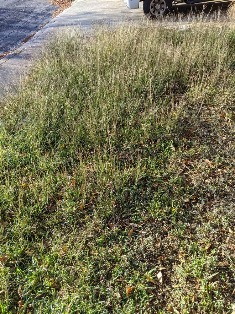 Professional lawn mowing service in San Antonio, TX by Terrances Lawncare