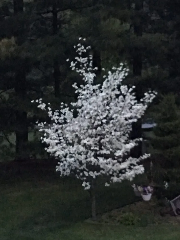 Expert landscape design for homes in Palatine, IL by Terranova Landscaping Services