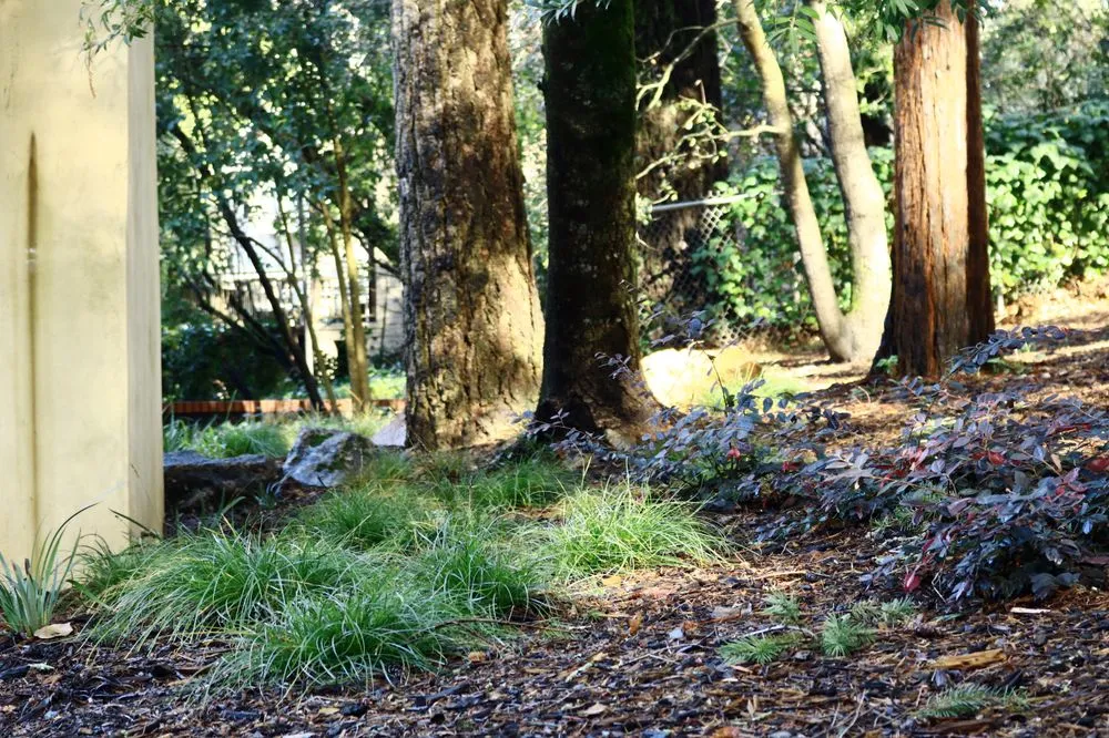 Affordable lawn mowing service in Santa Rosa, CA by Terranuda