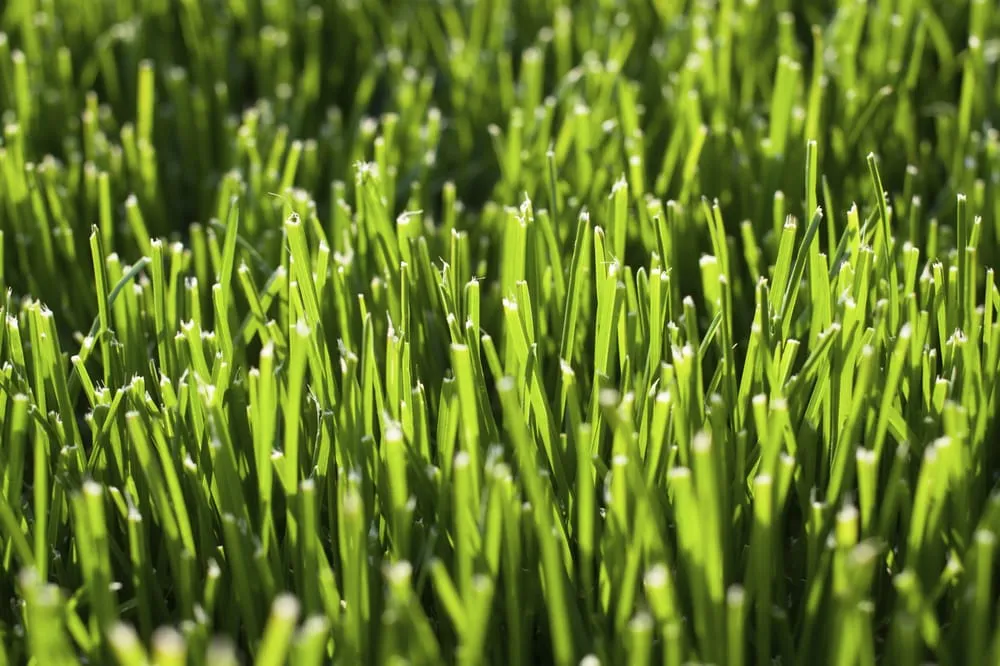 Custom lawn mowing service in Orlando, FL by Terrascape