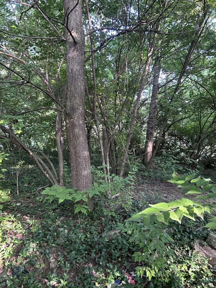 Custom lawn mowing service in Independence, KY by Terrasteel Creations