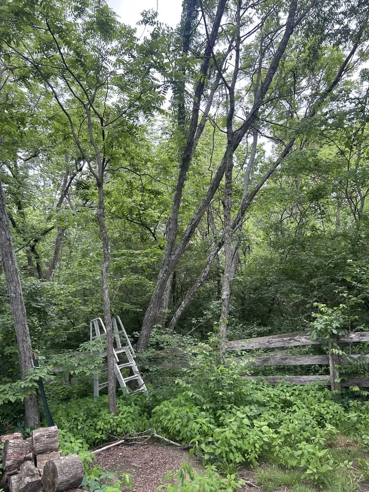 Professional yard maintenance in Independence, KY - Terrasteel Creations