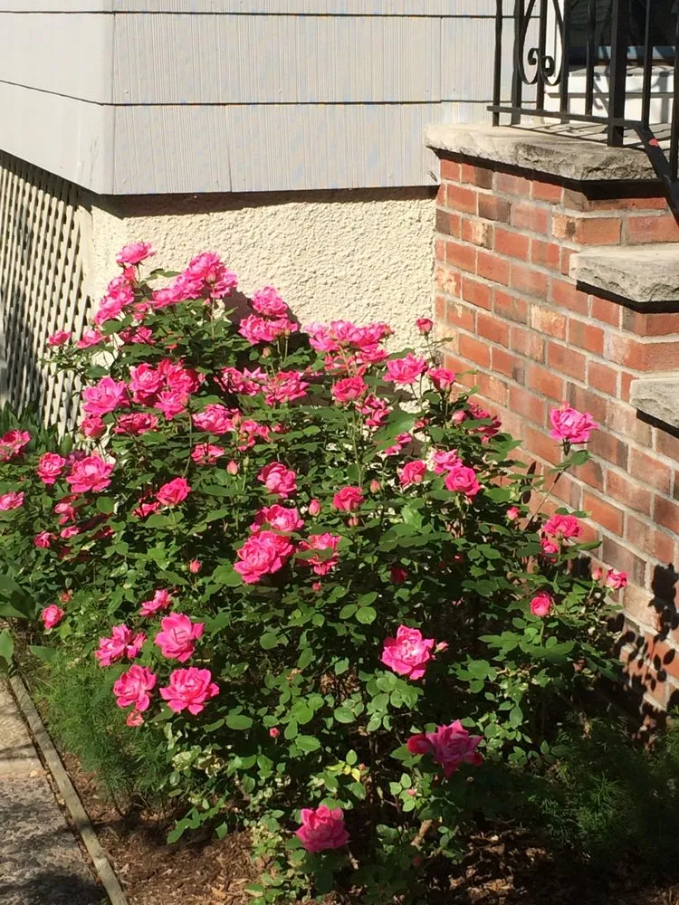 Professional lawn care service in Midland Park, NJ - TerraTech Landscape Design