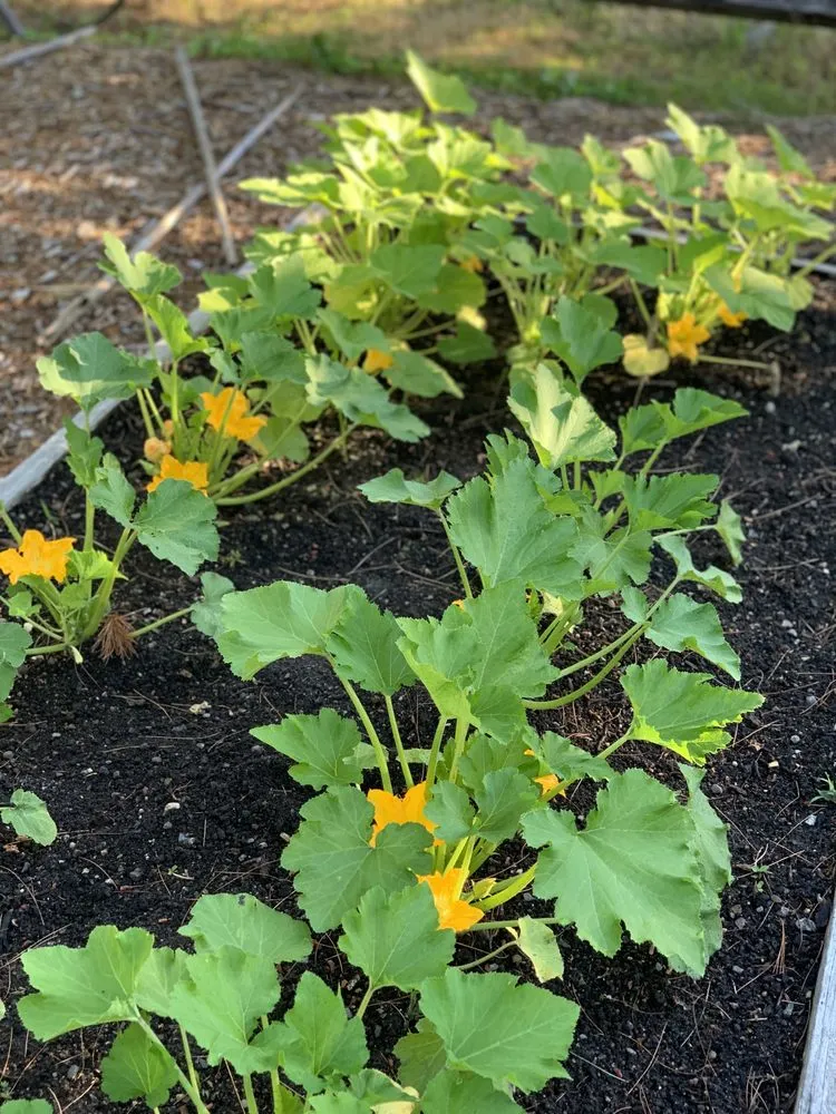 Custom lawn care service in Garden City, ID - Terravita Landscape & Gardening