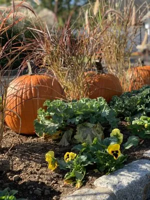 Terravita Landscape & Gardening