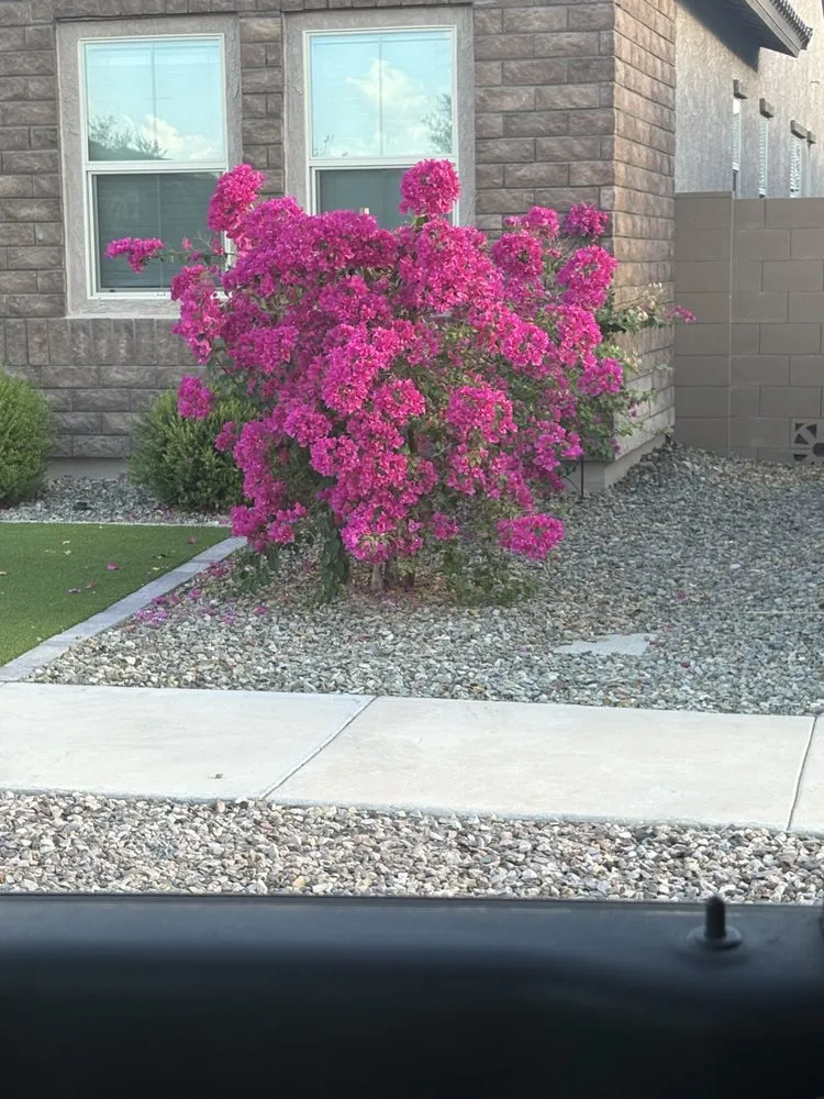 Custom landscape installation near you across Laveen Village, AZ - Terrazas Great Landscaping