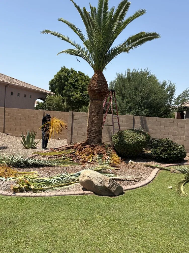 Expert yard cleanup service for homes in Laveen Village, AZ by Terrazas Great Landscaping