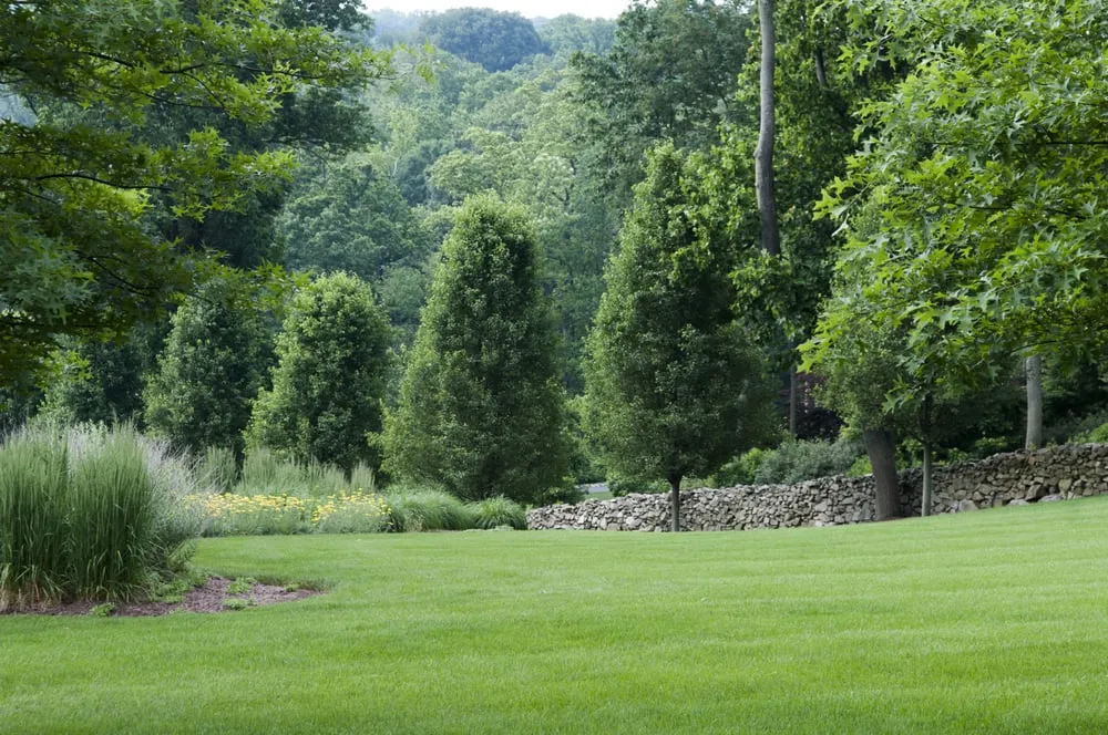 Expert yard cleanup service for year-round maintenance across Conshohocken, PA - Terren Landscapes