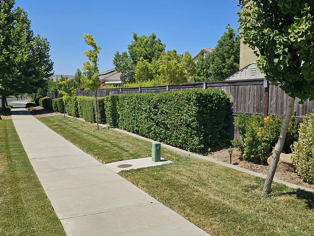 Affordable yard cleanup service experts serving Lathrop, CA - Terriquez Landscaping