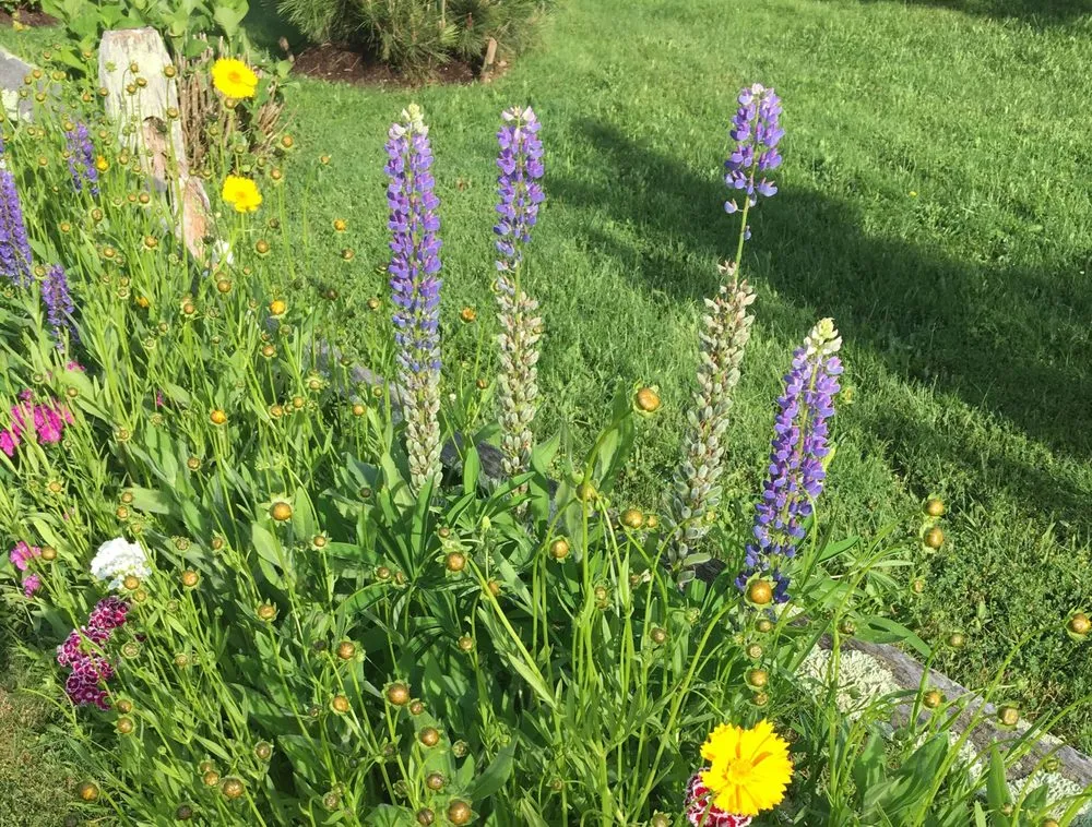 Affordable lawn care service for beautiful yards in Norfolk, MA by Terroir Lawn and Garden