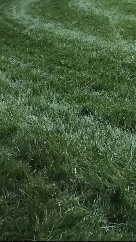 Custom yard maintenance with custom design in Norfolk, MA by Terroir Lawn and Garden