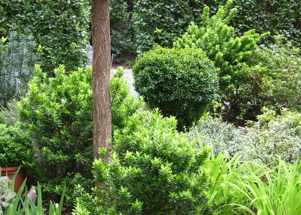 Professional landscape design for homes in Fresno, CA by Terry Key Landscape Design and Consultation