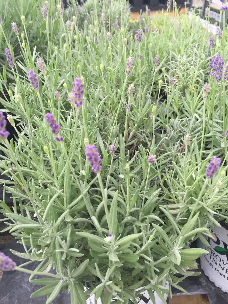 Affordable outdoor landscaping experts serving Cahokia Heights, IL - Terry's Home and Garden