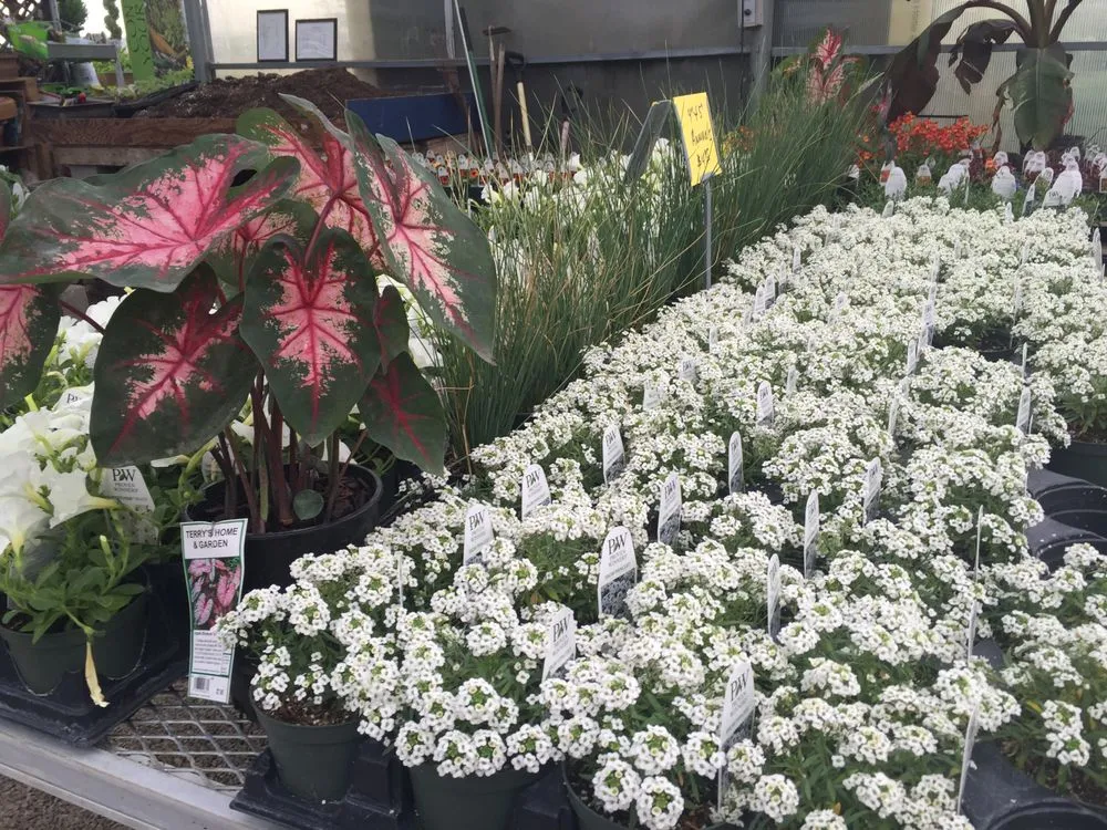 Top-rated yard maintenance for homes in Cahokia Heights, IL by Terry's Home and Garden