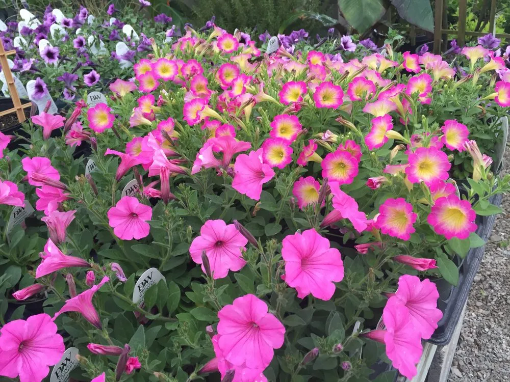 Trusted landscape design experts serving Cahokia Heights, IL - Terry's Home and Garden