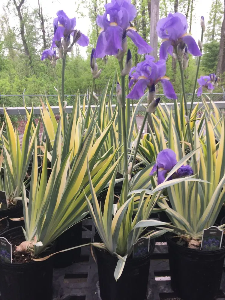 Local outdoor landscaping for residential properties in Cahokia Heights, IL by Terry's Home and Garden