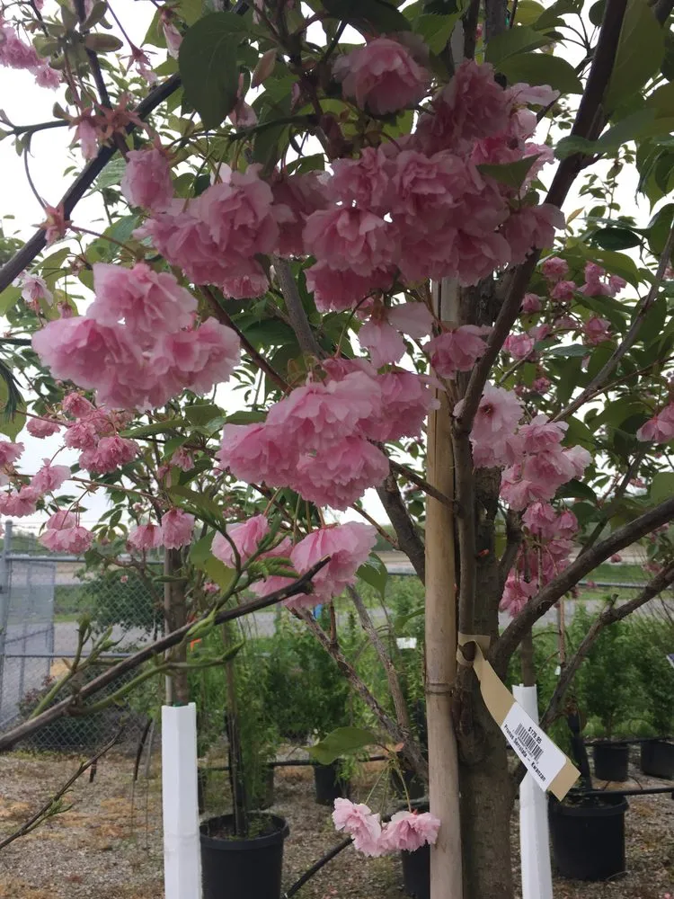 Expert lawn mowing service in Cahokia Heights, IL - Terry's Home and Garden