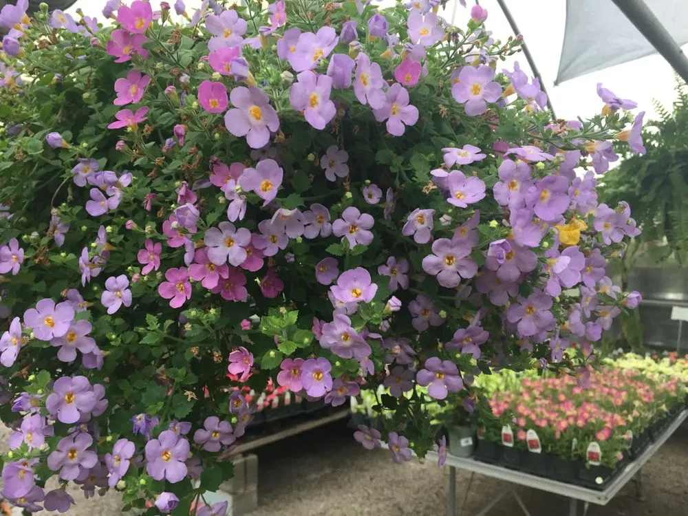 Trusted landscape design in Cahokia Heights, IL - Terry's Home and Garden