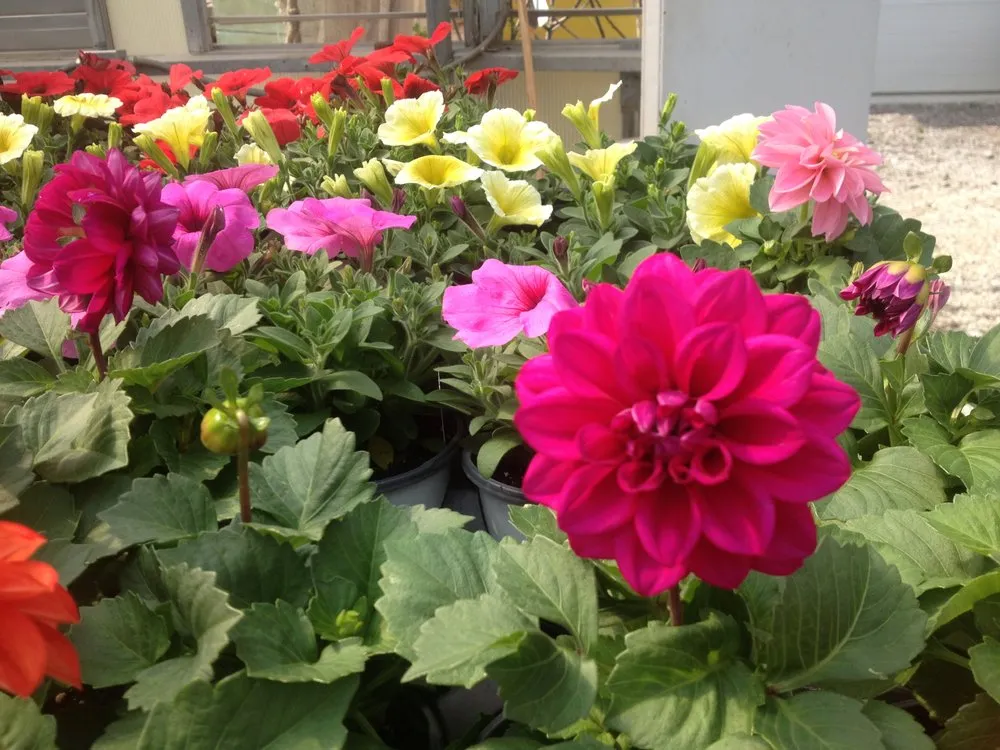 Professional landscape design for outdoor upgrades in Cahokia Heights, IL by Terry's Home and Garden