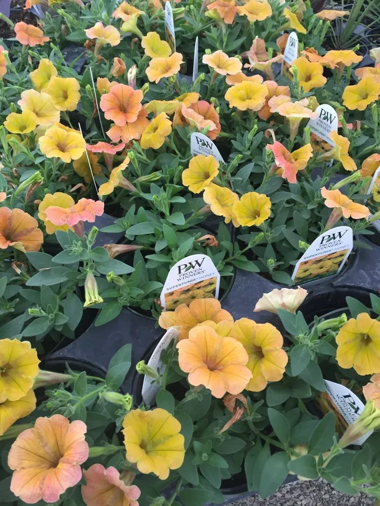 Reliable landscape design for outdoor upgrades in Cahokia Heights, IL by Terry's Home and Garden