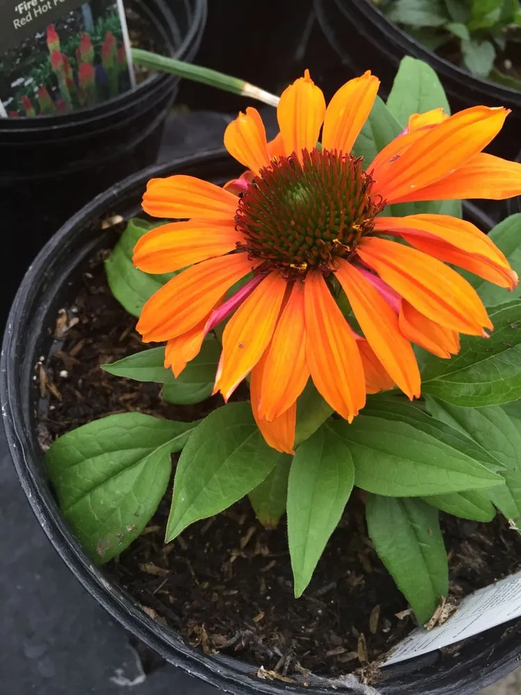 Reliable landscape installation in Cahokia Heights, IL - Terry's Home and Garden