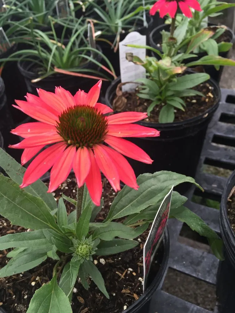 Top-rated lawn care service in Cahokia Heights, IL by Terry's Home and Garden