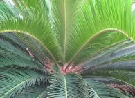 Professional residential landscaping for residential properties in Crestview, FL by Terry's Landscape