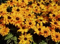 Expert landscape design experts serving Crestview, FL - Terry's Landscape