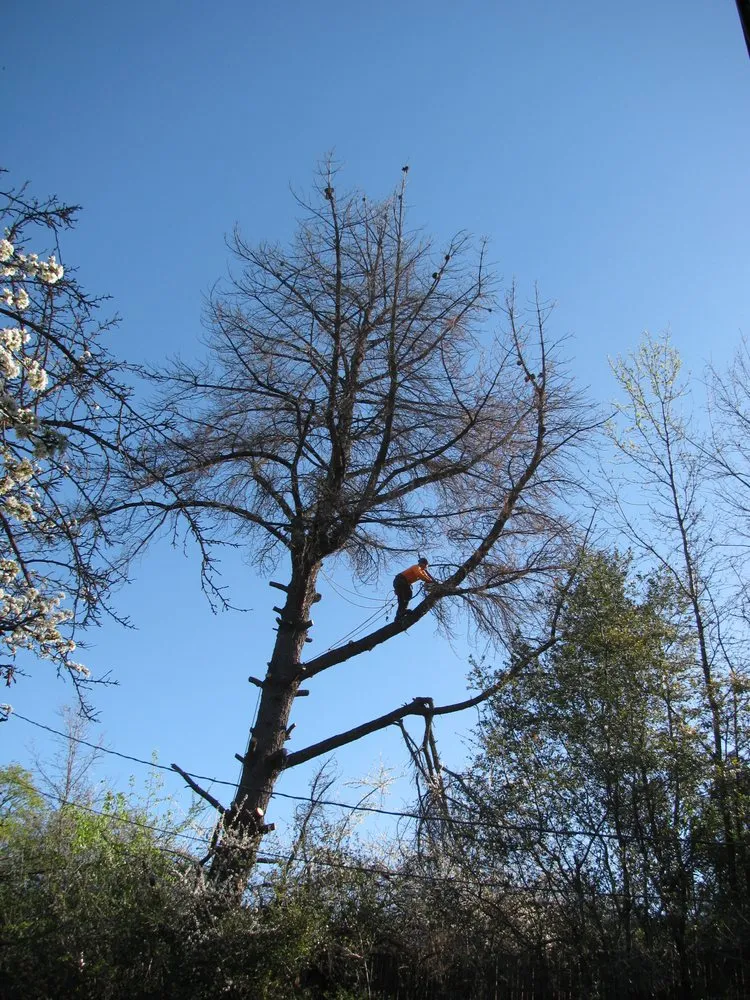 Affordable residential landscaping in Loomis, CA - Terry's Landscape