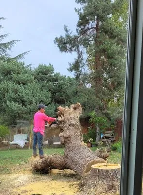 Terry's Landscape Logo